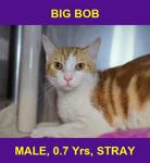 BIG BOB